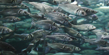 School of mackerel photo by iStock